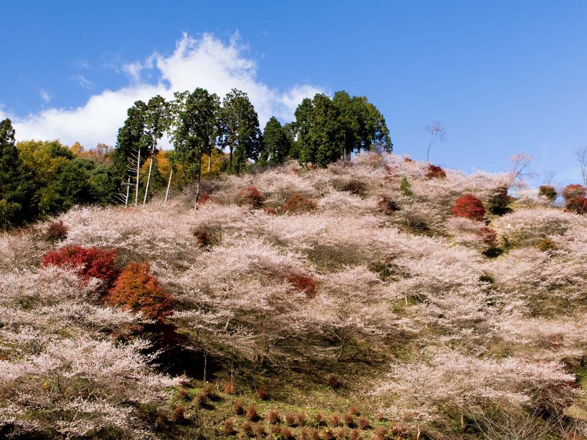 🌸 센미 사계절 벚꽃 마을 (센미 시키자쿠라노 사토) 이미지 4